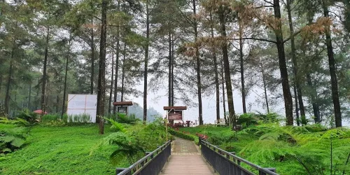 limpakuwus Hutan Pinus Limbakuwus